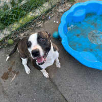 Photo of Stella