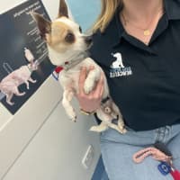 Photo of Taco   5 Year Old Chihuahua