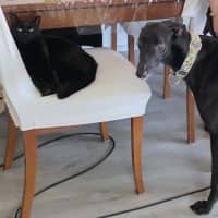 Photo of Boston, The Greyhound