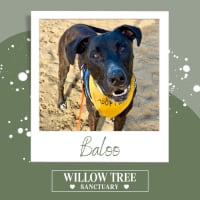 Photo of Baloo