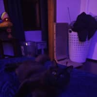 Photo of Voodoo
