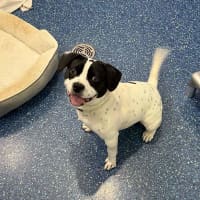 Photo of Spot