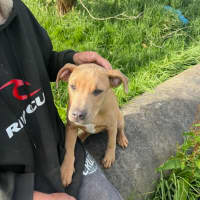 Photo of Shavina Dara