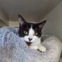 Photo of Strawberry Shortcake