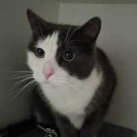 Photo of Sox