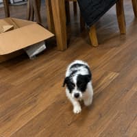 Photo of Pip