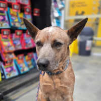 Photo of Chip