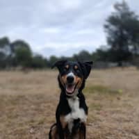 Photo of Rusty