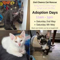 Photo of Munchkin **2nd Chance Cat Rescue**