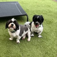 Photo of Bonded Sisters