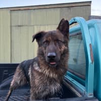 Photo of Sarge