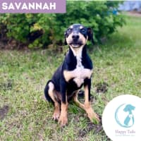 Photo of Savannah