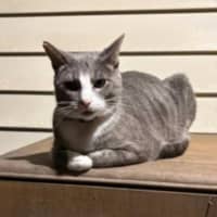 Photo of Max & Fudge   5 Year Old Domestic Short Hair