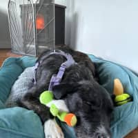 Photo of Sooty   18 Month Old Wolfhound X