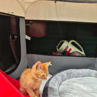 Photo of Rip Curl**2nd Chance Cat Rescue**