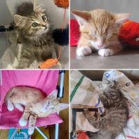 Photo of Cookie And Marmalade