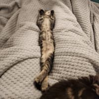 Photo of Macchiato