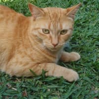 Photo of Buttercup