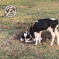 Photo of Theo And Leo