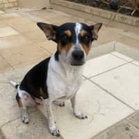 Photo of Pepsi (Was Audrey)