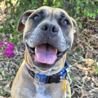 Photo of Maximus