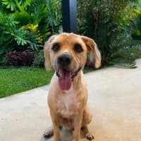 Photo of Koda