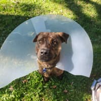 Photo of Maverick 🐴 1.5yo, Staffy X Rotti(on Trial 8/11/25