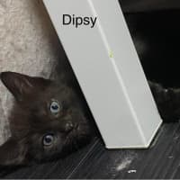 Photo of Dipsy