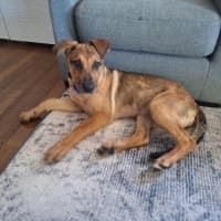 Photo of Gabby   5 Month Old German Shepherd X