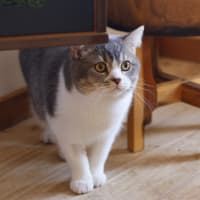 Photo of Fluffy And Mano
