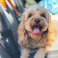 Photo of Sunny