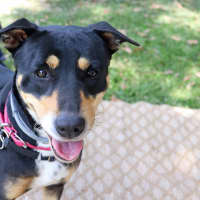 Photo of Willow