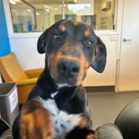 Photo of Smiley Pete