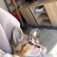 Photo of Bambi