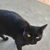 Photo of Sweet Dee   Located In Melton