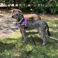 Photo of Coco & Bubbles   3 & 1 Yo Toy Poodle