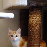 Photo of Aubade
