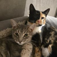 Photo of Tinkerbell & Sweet Chili