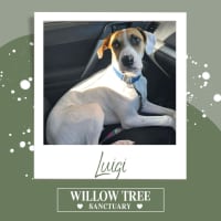 Photo of Luigi