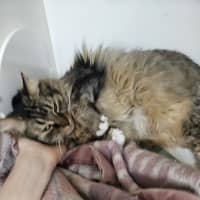 Photo of Clover