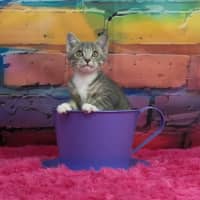 Photo of Penny