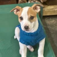 Photo of Harry 💙🐶