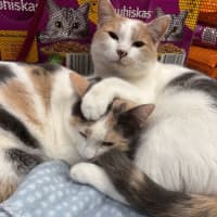 Photo of Caramel 