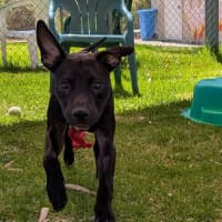 Photo of Louie