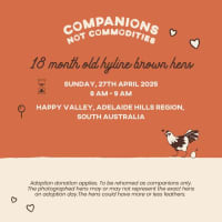 Photo of Rescue Hens