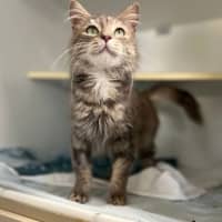 Photo of Cappuccino