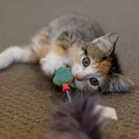 Photo of Skittles