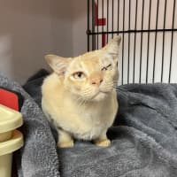 Photo of Goose