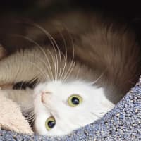 Photo of Willow