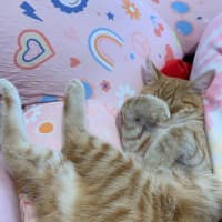 Photo of Gin Gin   Cat Friendly, Adorable And Playful